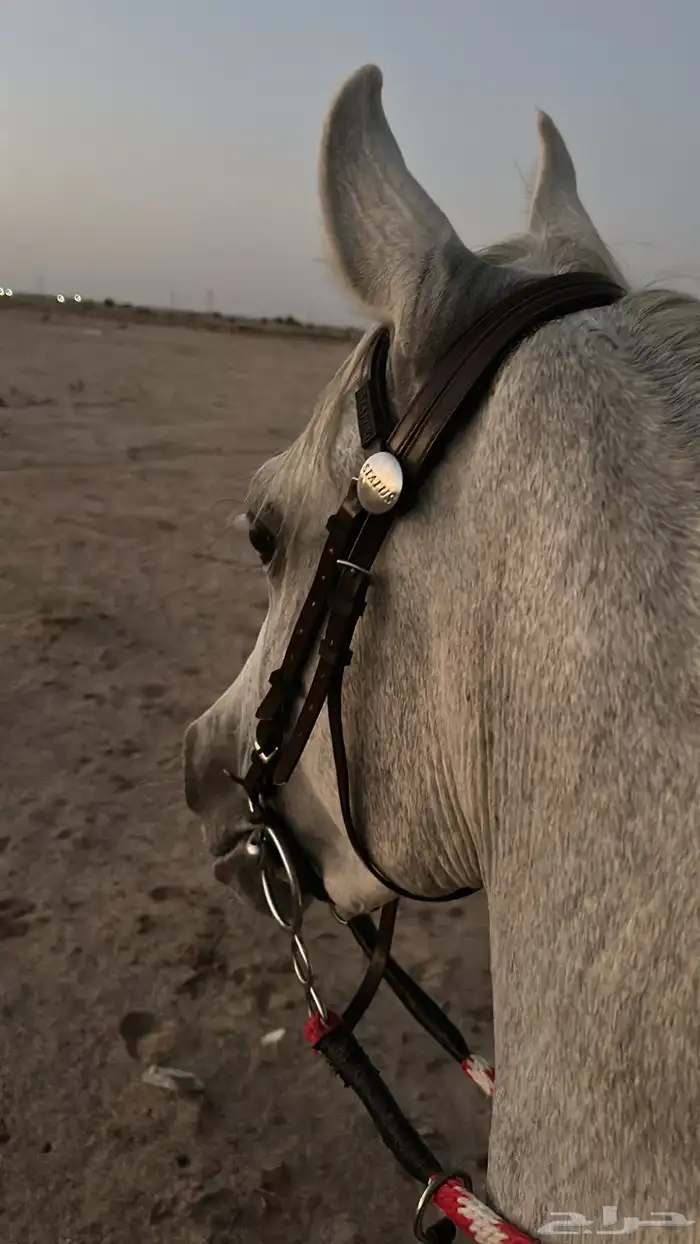 حصان واهو الموقع الدوادمي 5