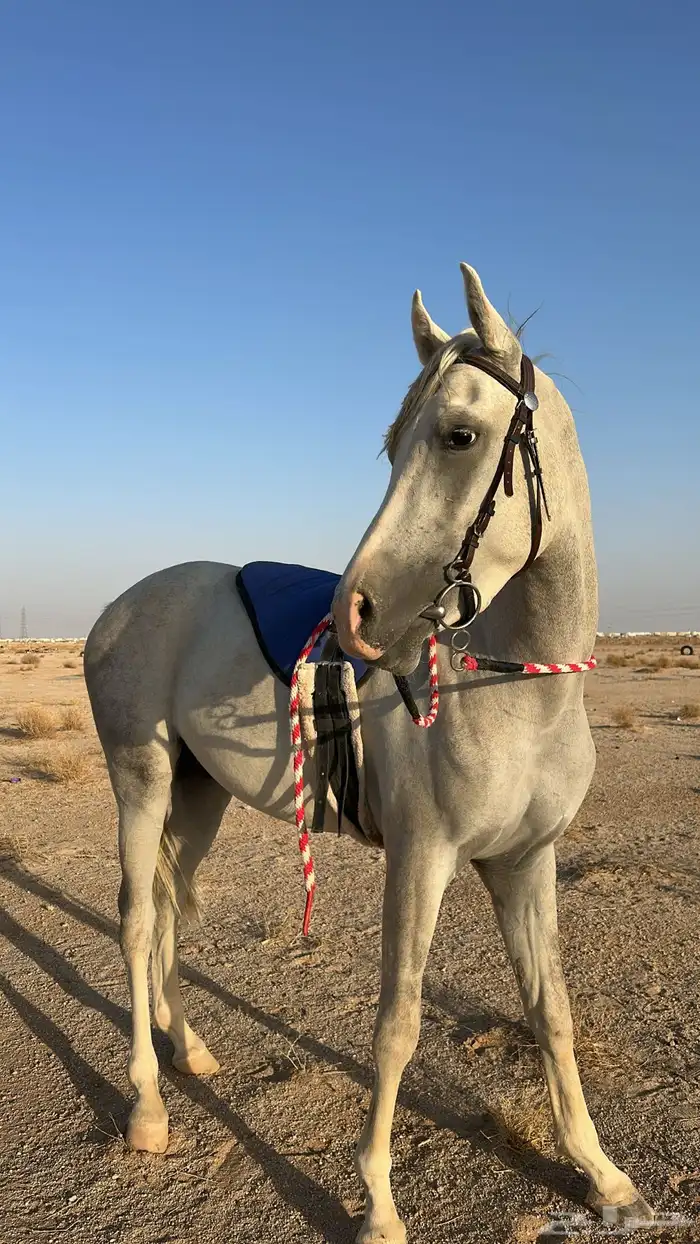 حصان واهو الموقع الدوادمي 1
