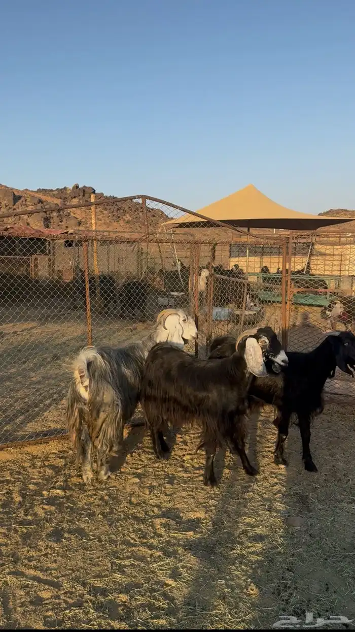 معزا((تم البيع)) 0