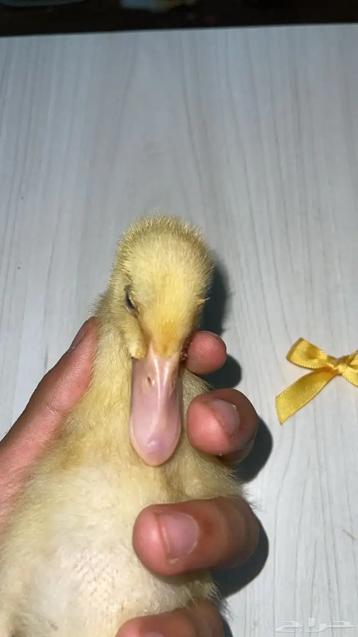 بطه صغيره للبييع 6