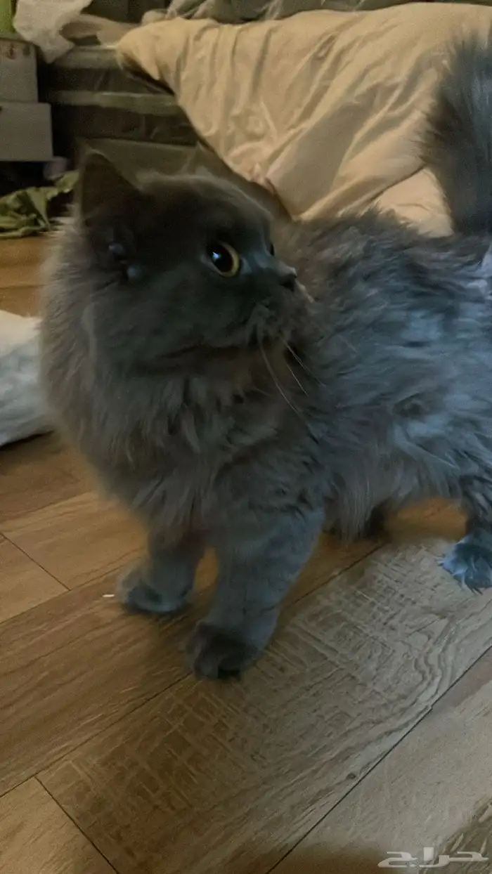 قطط 0