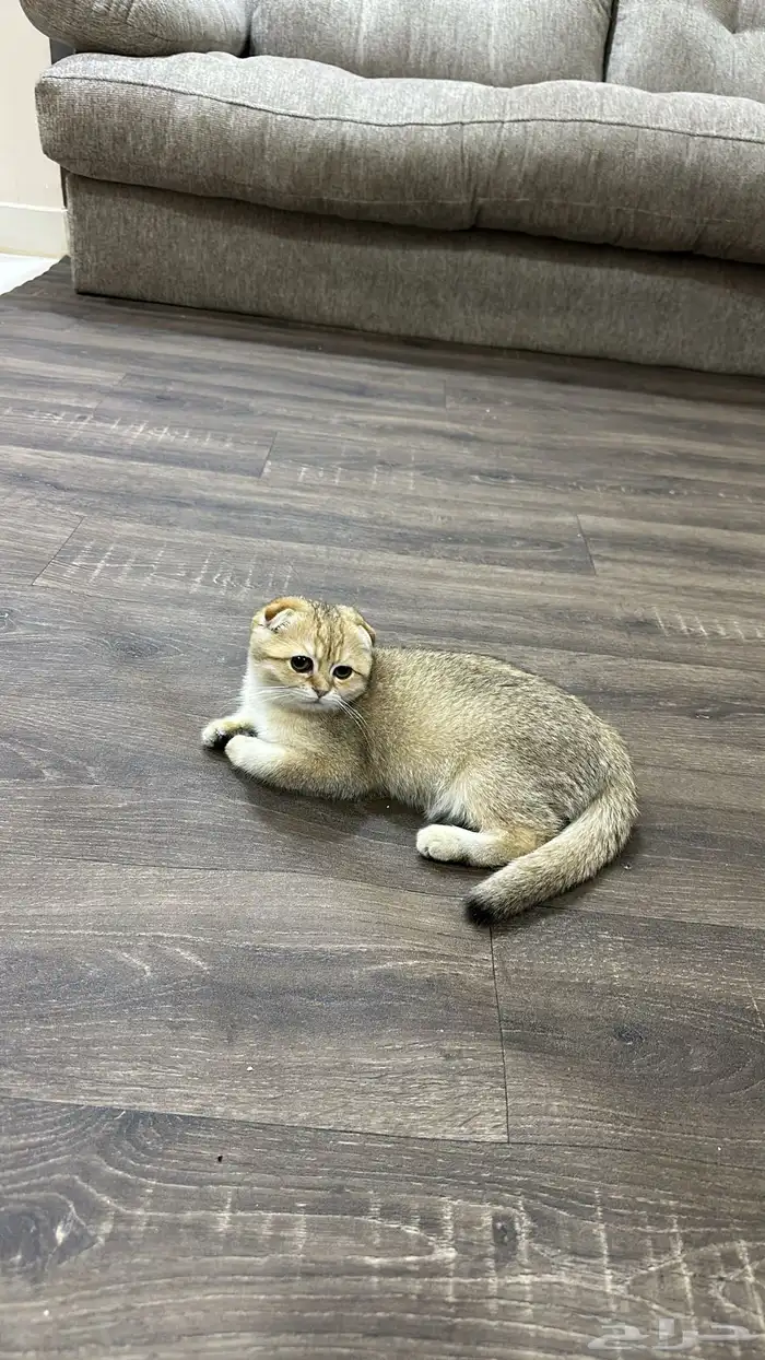سكوتش فولد بيور للبيع 3