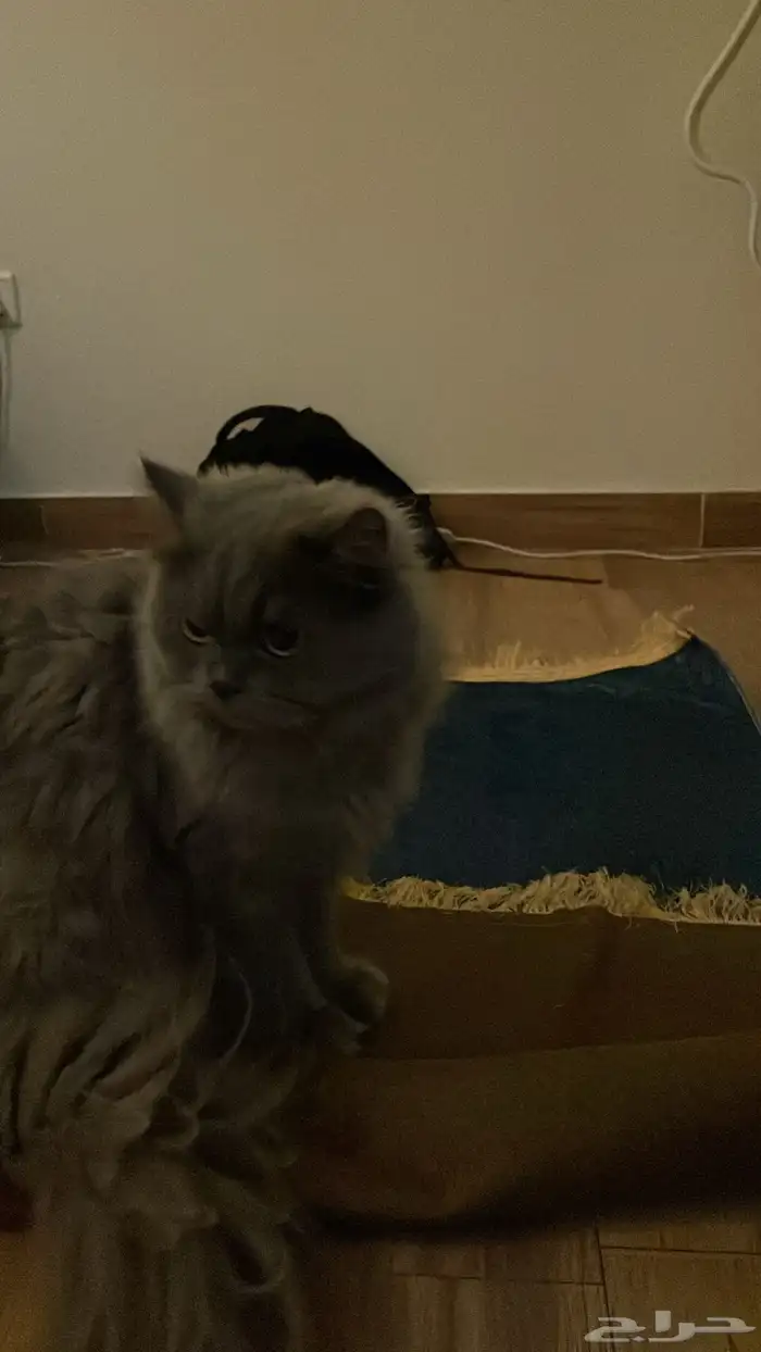 قطط 3