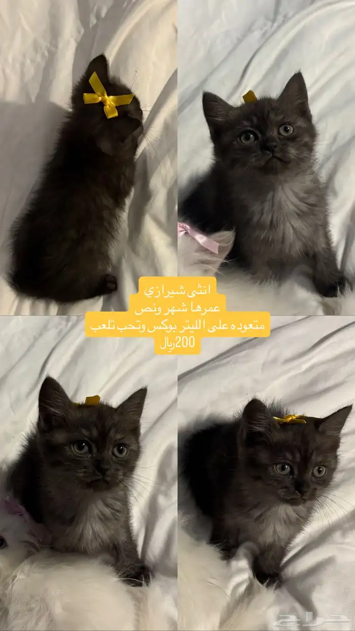 قطط شيرازي 4