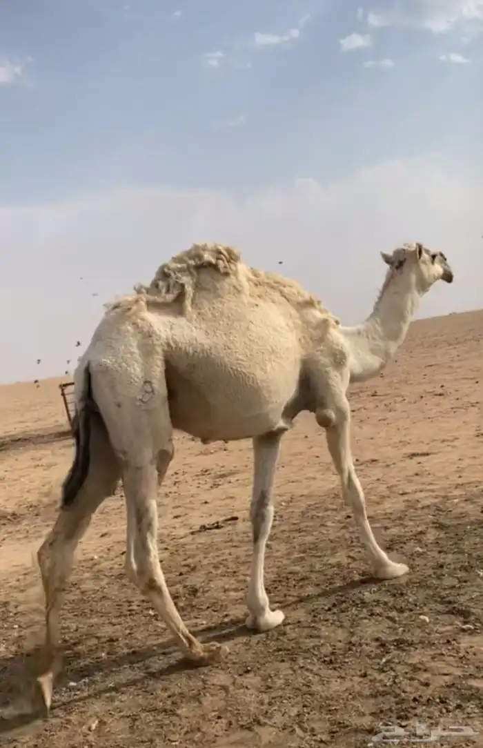 سلام عليكم واضح للبيع العدد 11 5