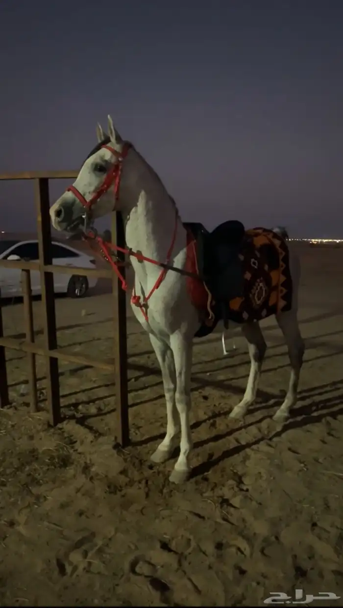 حصان شعبي كفو 8
