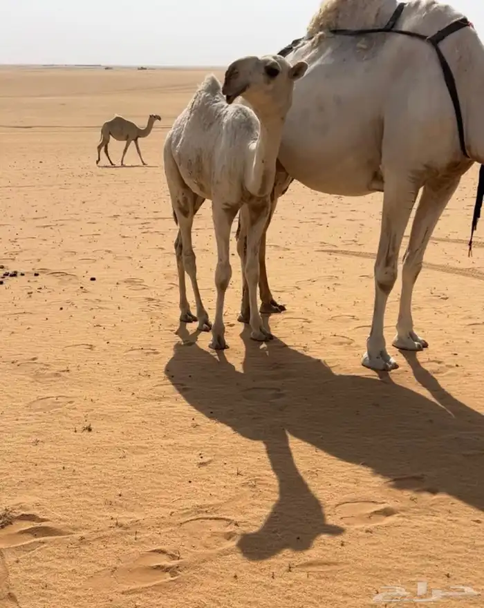 قعود اوضح كفو على ولد الحاكم 2