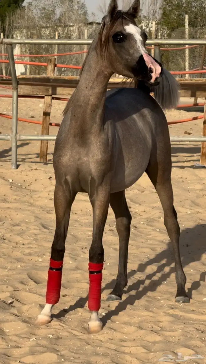 مهره واهو جمال 4