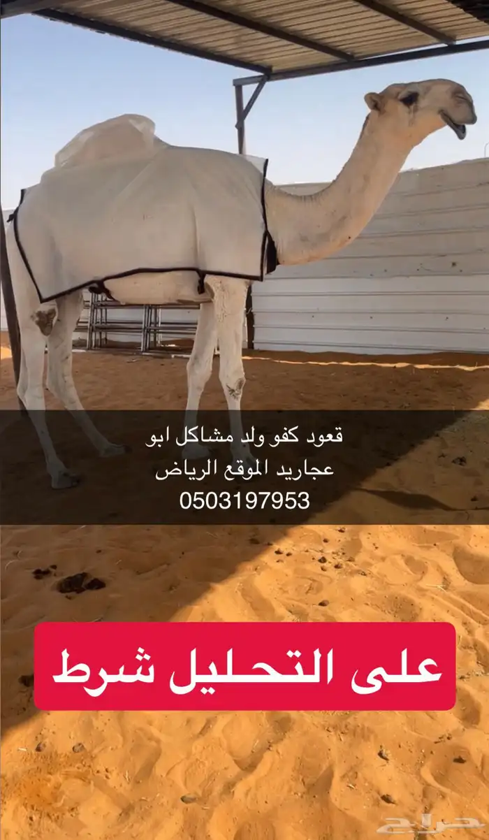 قعود لقي ولد مشاكل ابو عجاريد على التحليل 1