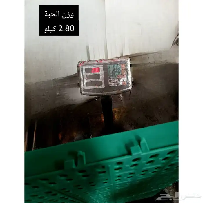 ارضيات شبكية بلاستيكية- حظائر معلقة للماعز والاغنام والدوجن 7