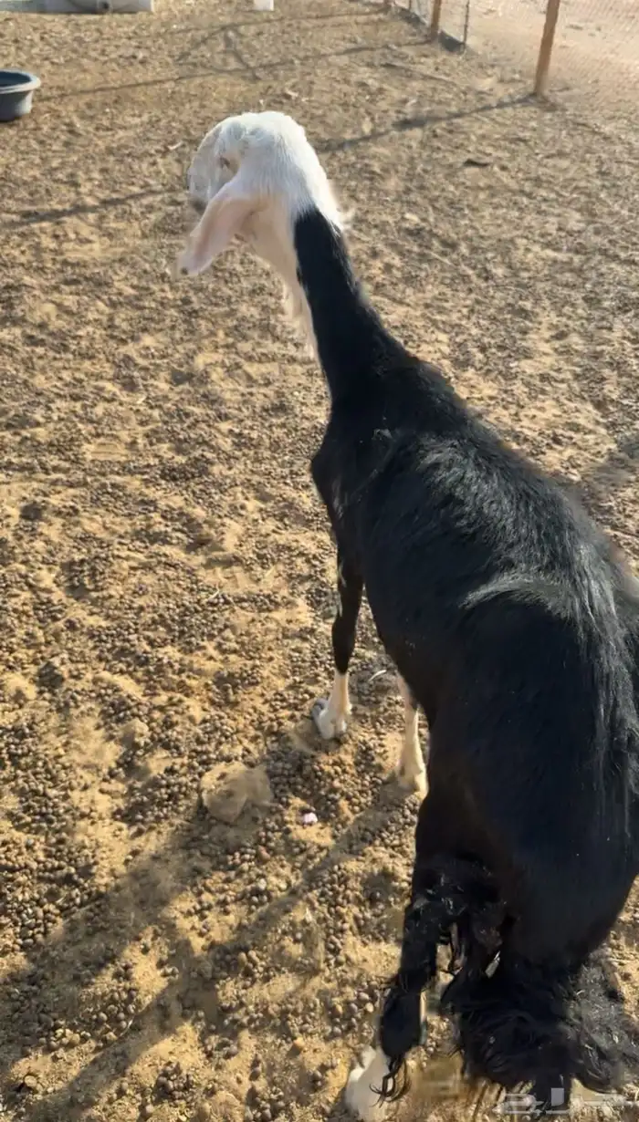 رخل نجدية ثنيه 0