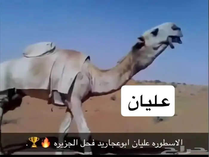 قعود لقي ولد مشاكل ابو عجاريد على التحليل 3