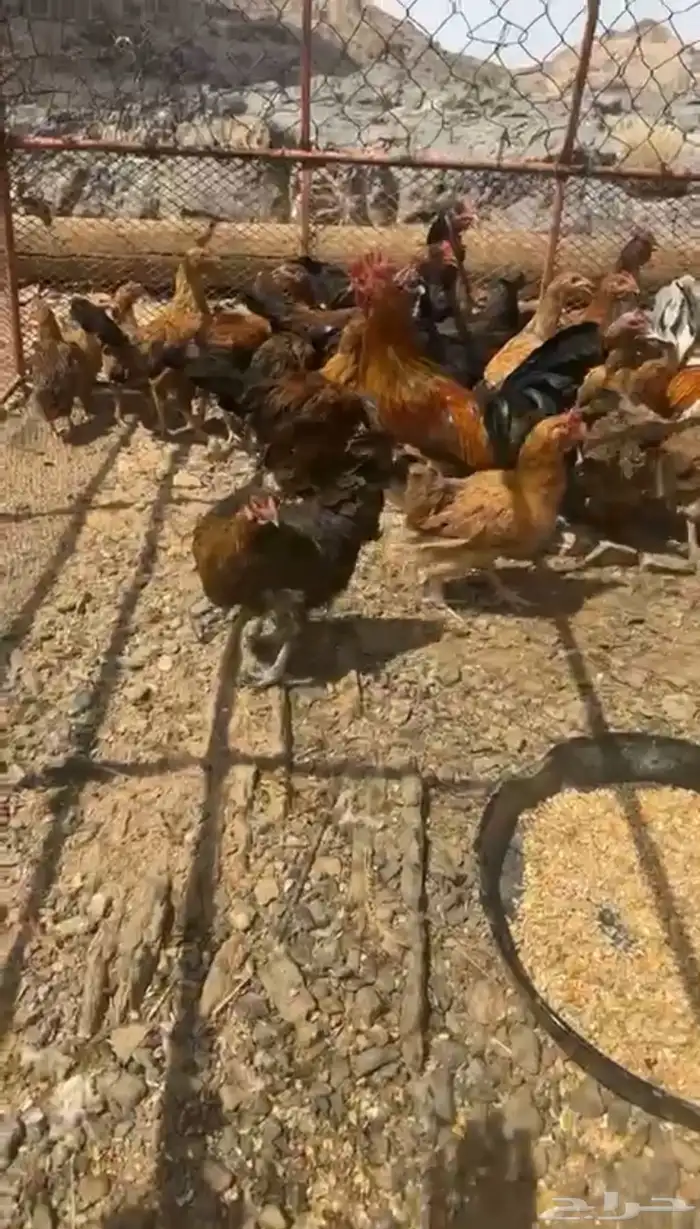 دجاج كفو 0
