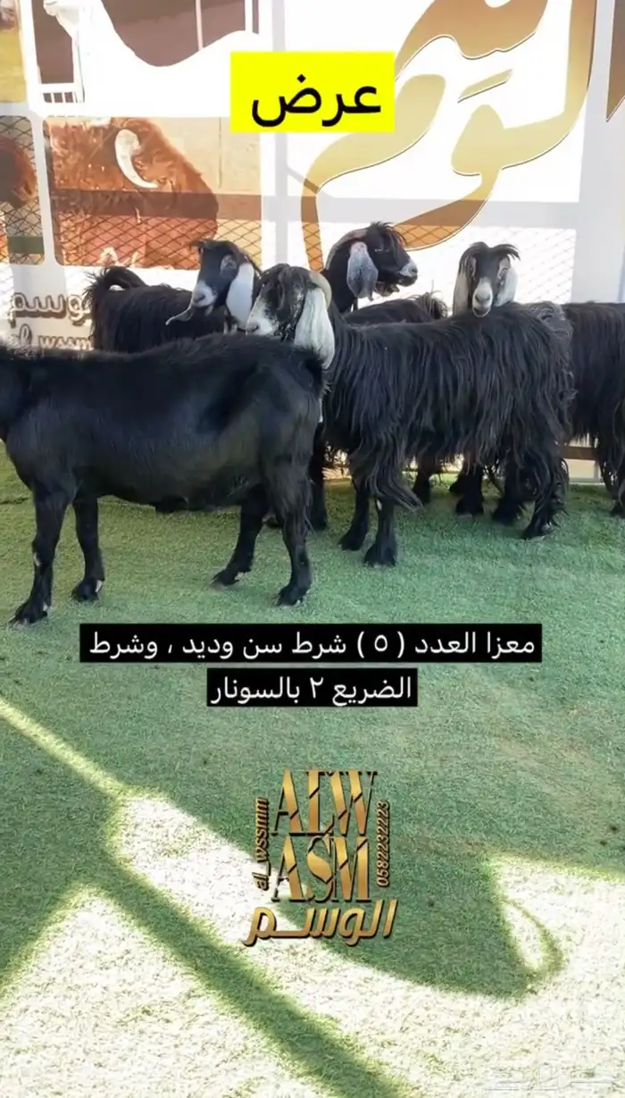 معزا مضاريع 2