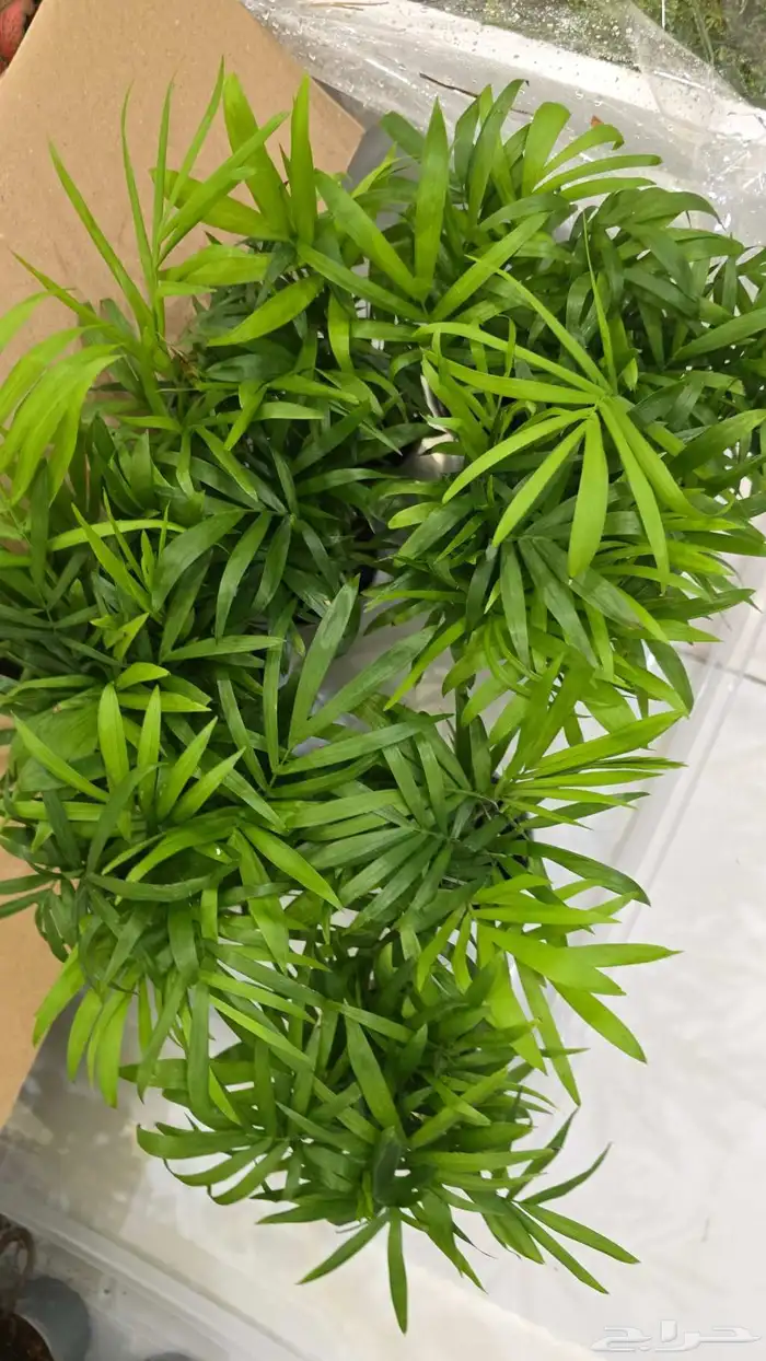 نباتات طبيعية تيراريوم 6