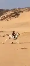 حصان شعبي شيخ 2