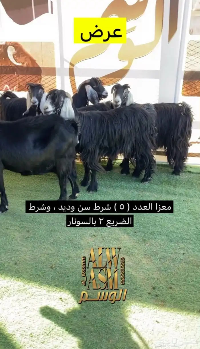 معزا مضاريع 1