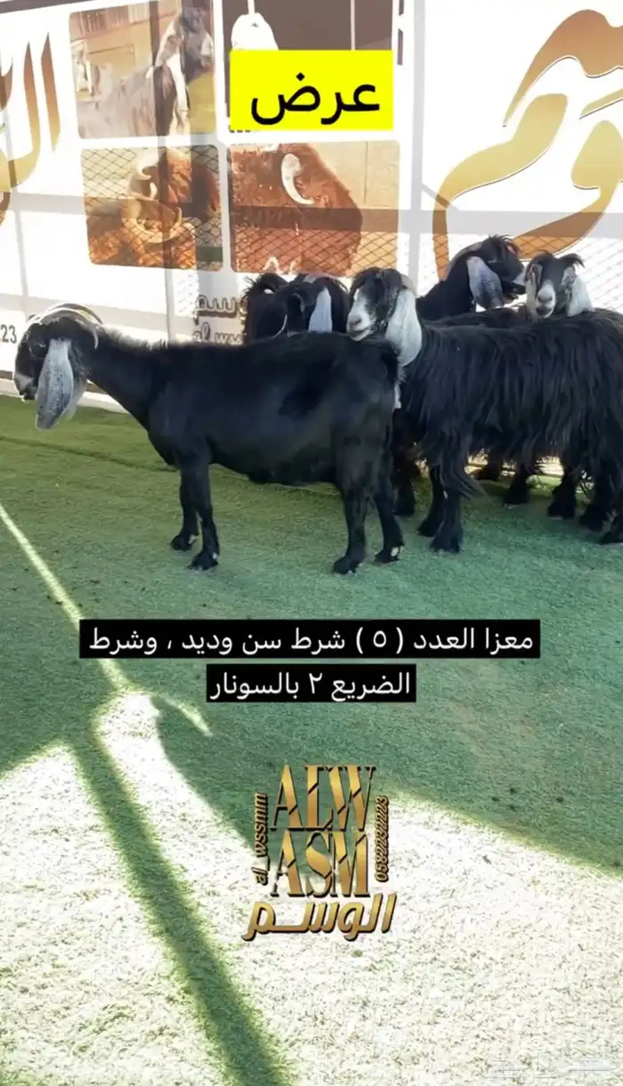معزا مضاريع 0