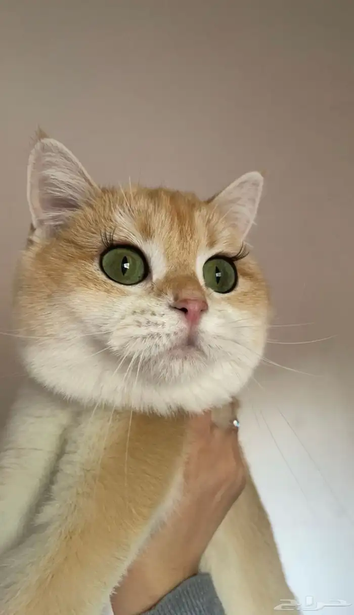 انثى سكوتش ستريت قولد ny12 منتجه 0