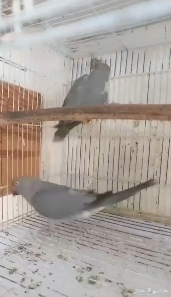 جوز دره رصاصي جاهز للإنتاج 1