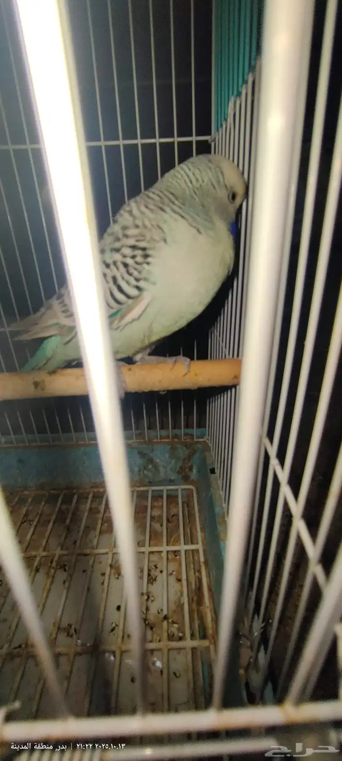 ذكر بادجي انجليزي 1