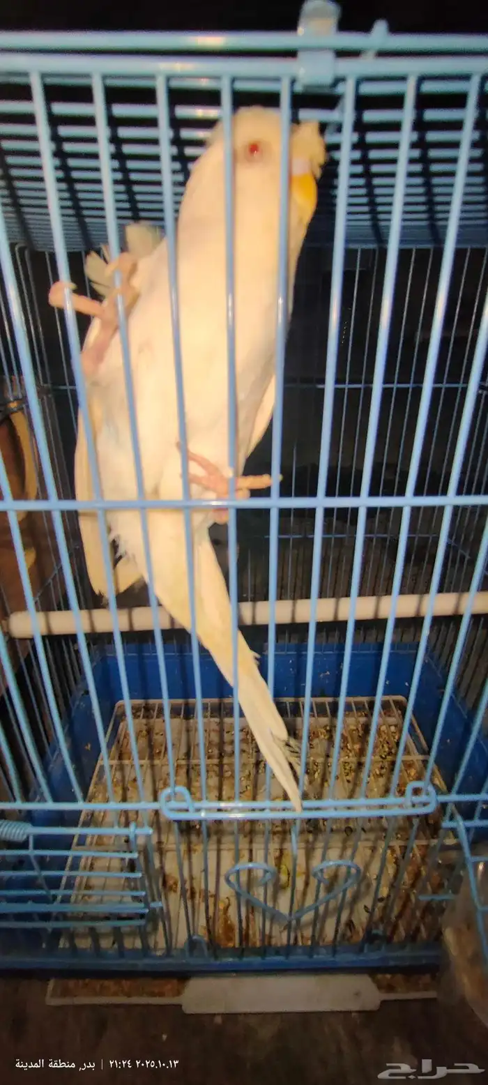 زوج بادجي تحته 4بيضات 3