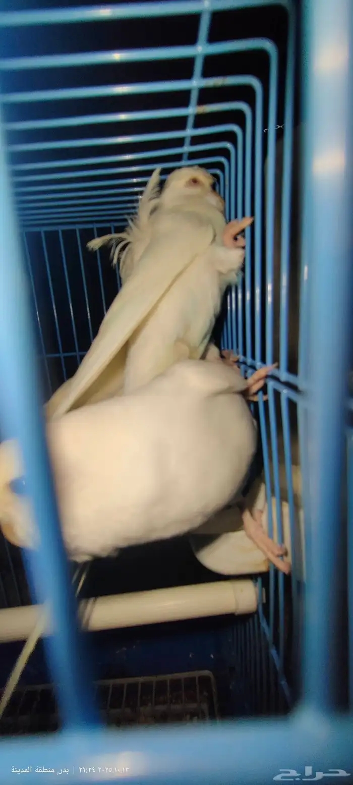 زوج بادجي تحته 4بيضات 2