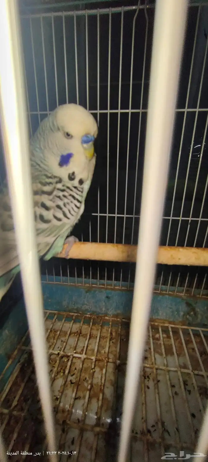 ذكر بادجي انجليزي 4