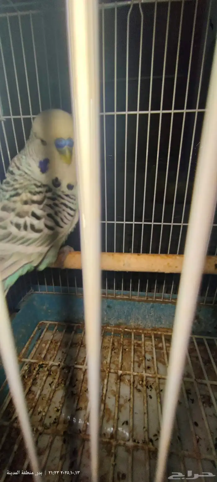 ذكر بادجي انجليزي 3