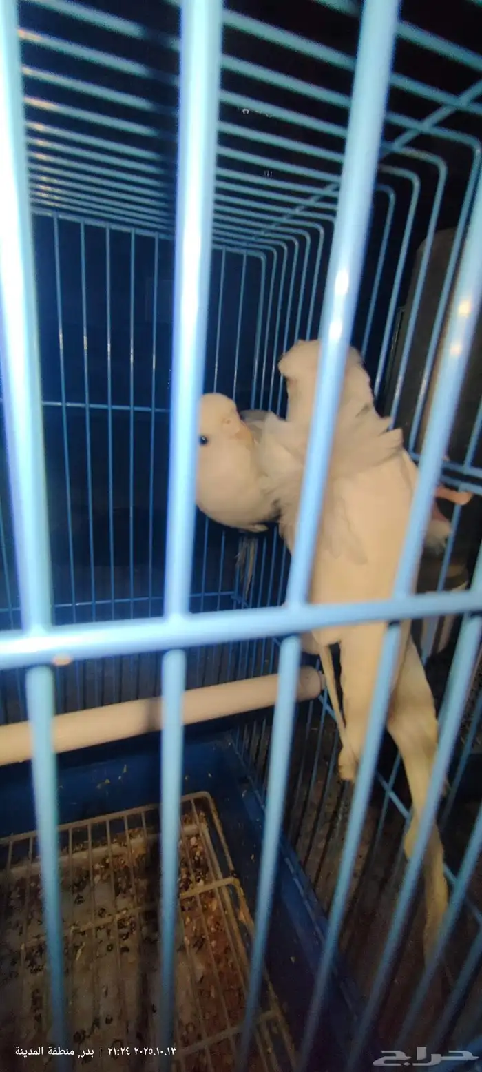 زوج بادجي تحته 4بيضات 0