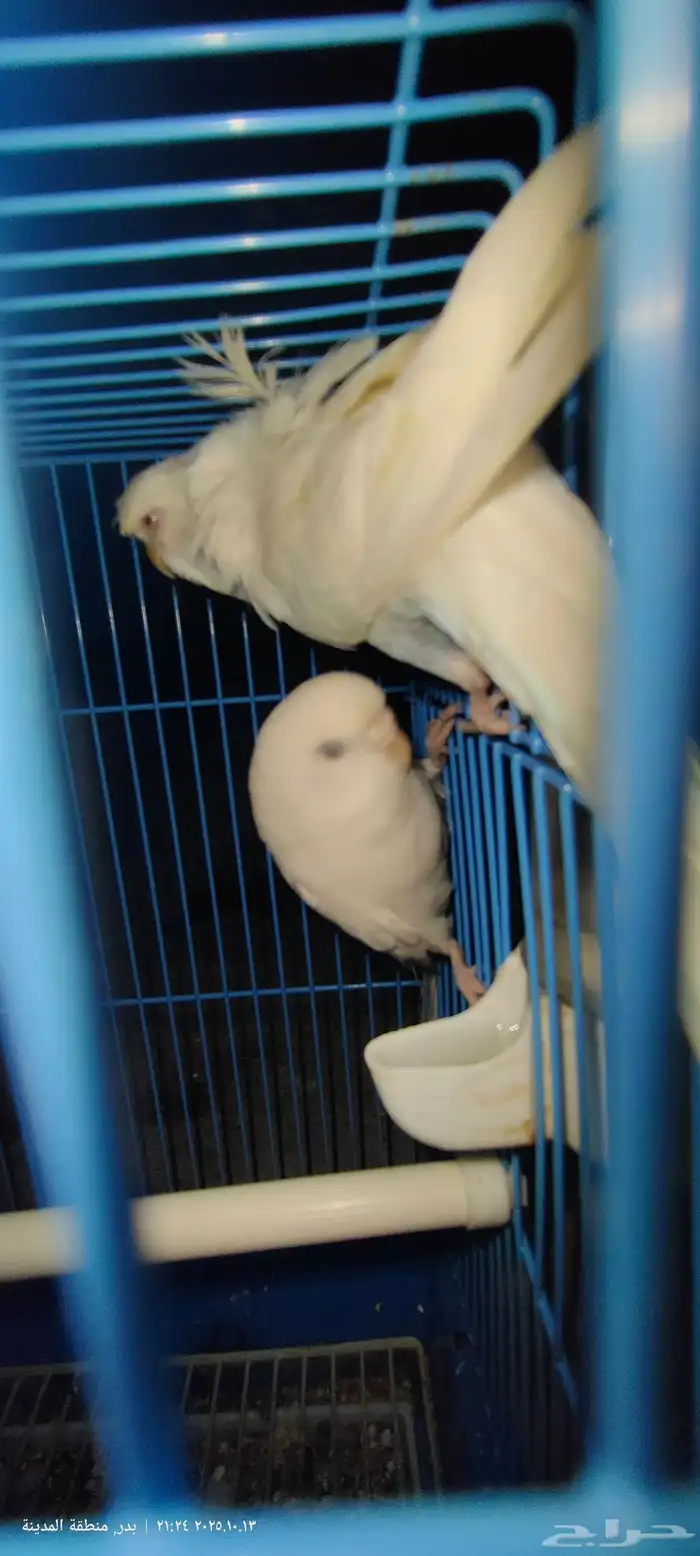 زوج بادجي تحته 4بيضات 1