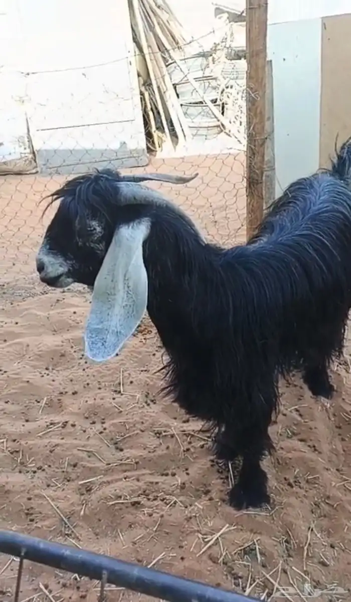 عنز عارضيه صنف و جرم و توها شاقه رباع 6