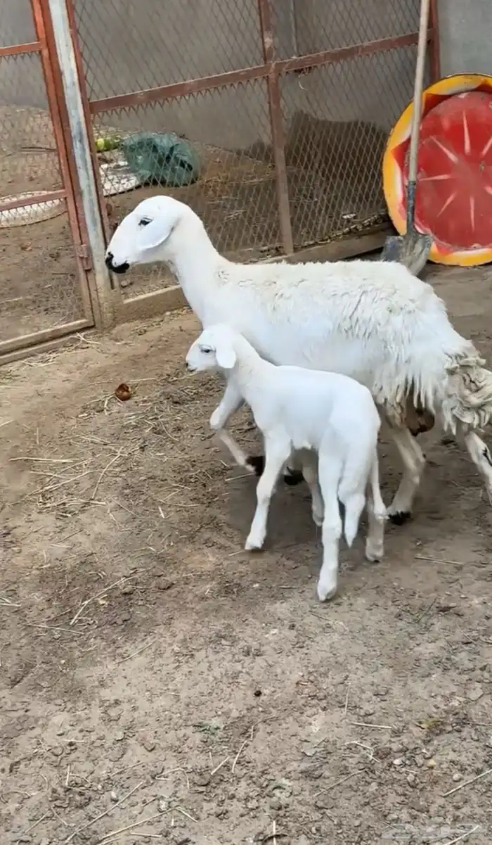 رخل جذعه تحتها طلي 0