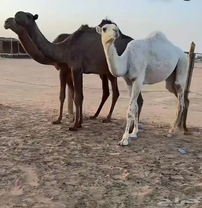 بكره مفروده باتليه على الارخم 3