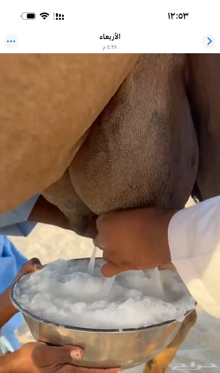 خلفه حمراء ساحليه معها بكره 4