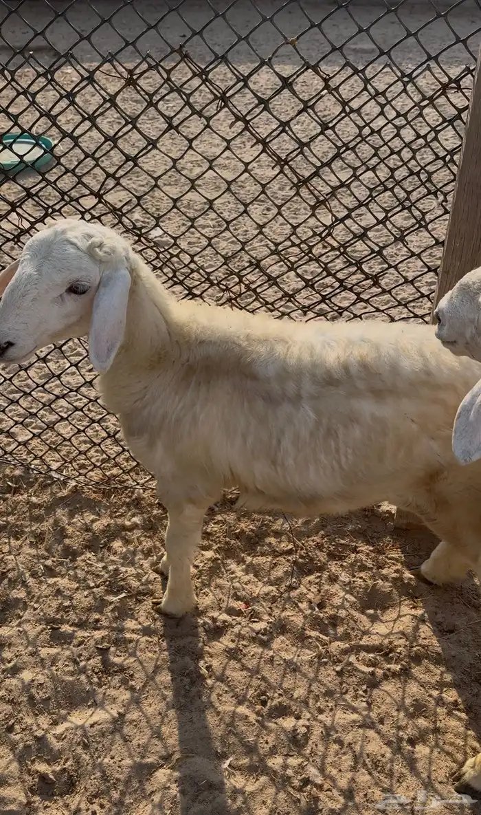 حريات ثلاجة   حفرة مندي   مفاطيح 3