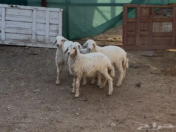 بهم حريات للبيع 4