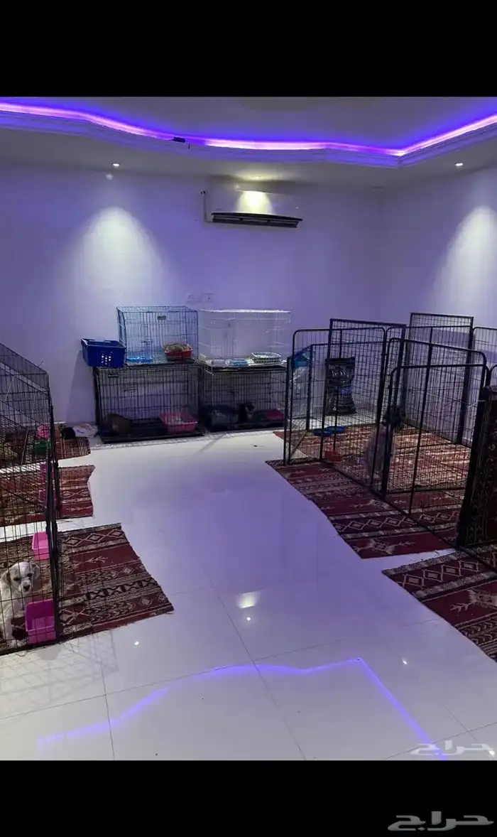 فندقة كلاب وقطط 2