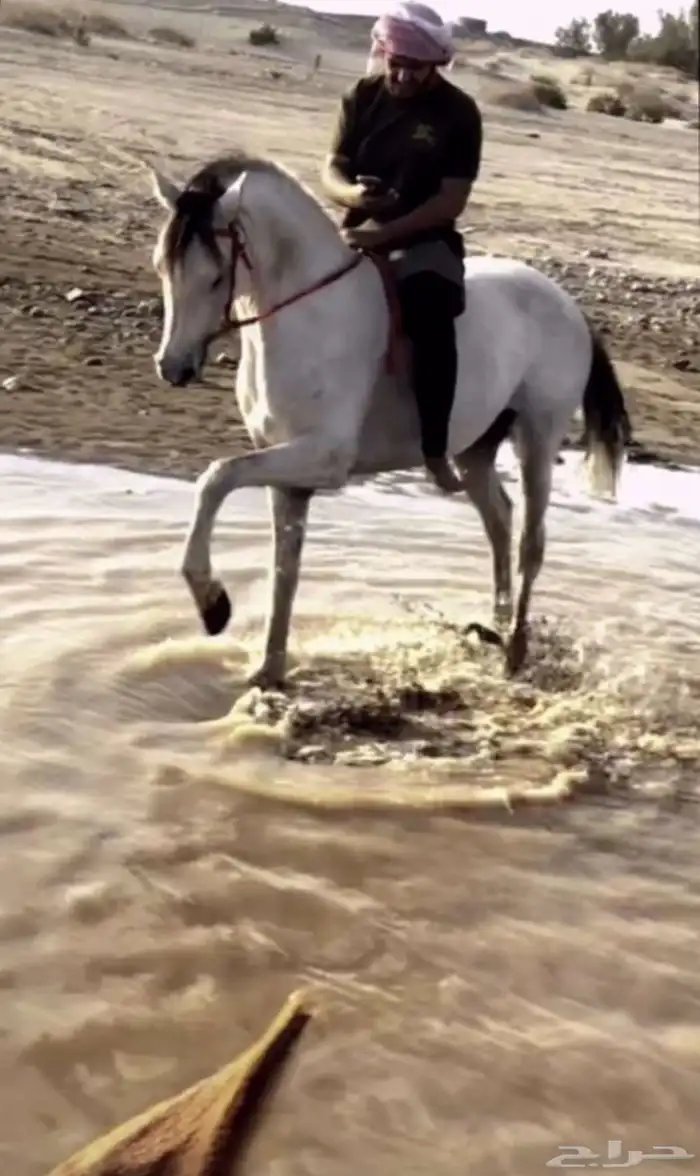 حصان كفو ومشروط 1