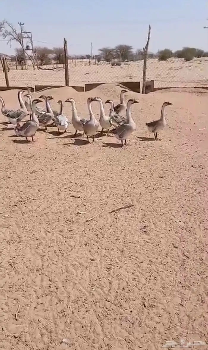 وز للبيع 1