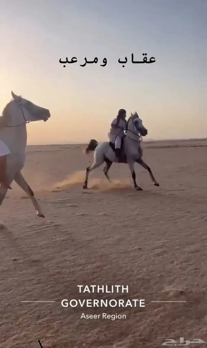 حصان للبيع 1