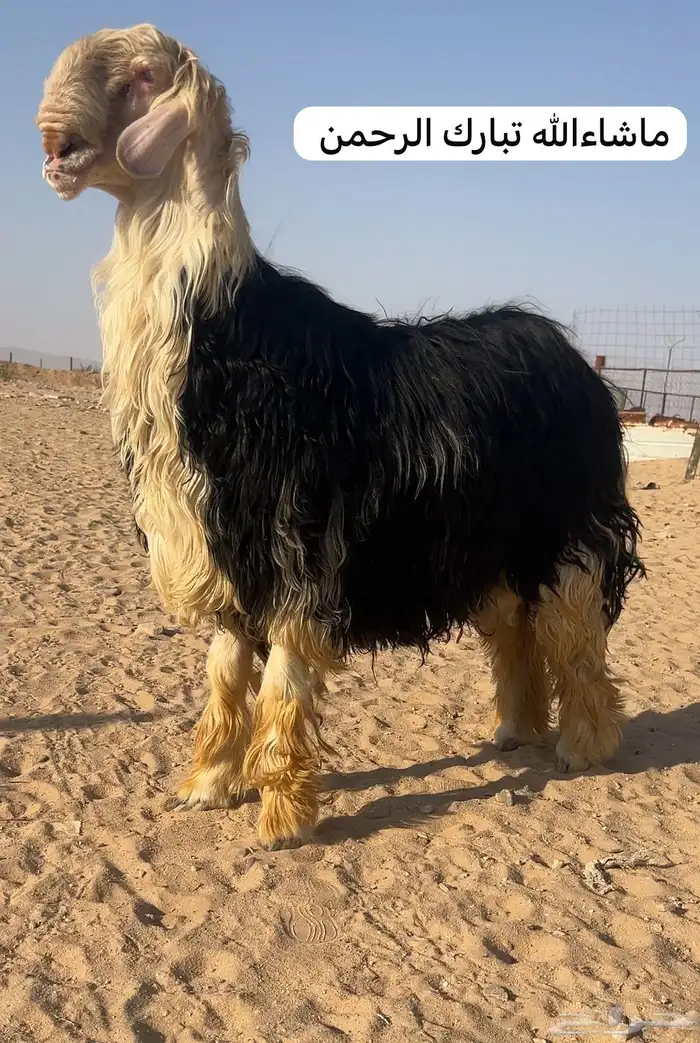 خروف نجدي نادر مشروط النسف ومنتج نوادر ومعرف بطن وظهر 2
