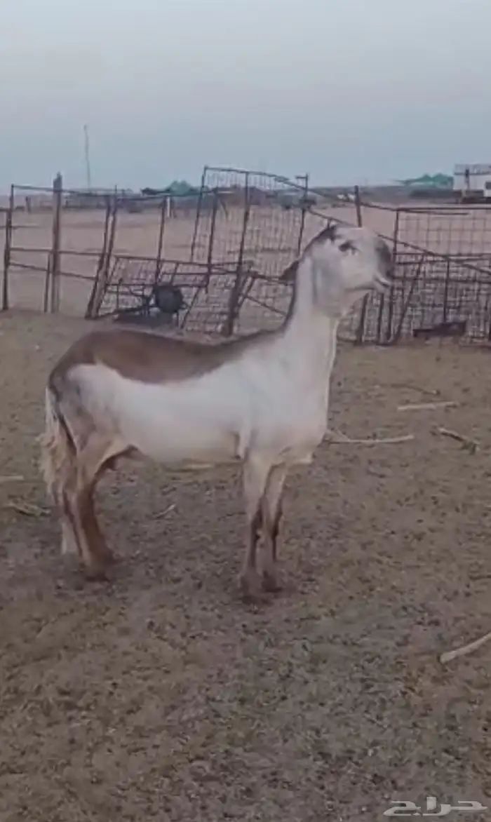 رخل ساكنيه فاخره 1