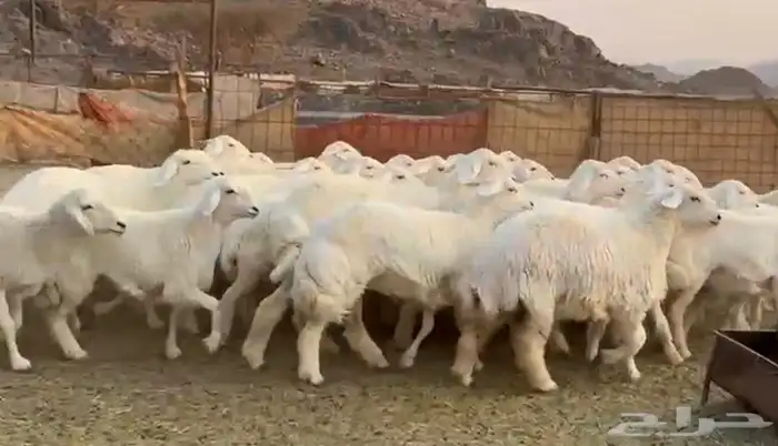 رخال حرش صنف فاخره 4