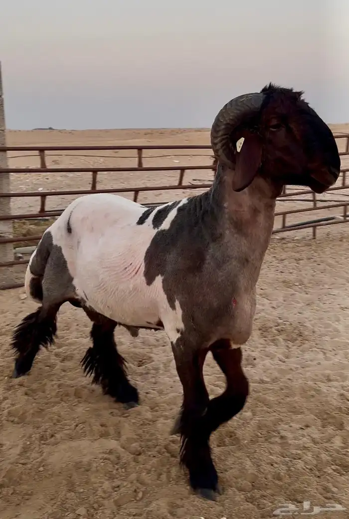 جذع فحل غنم نعيمي صنف جرم ولون 4