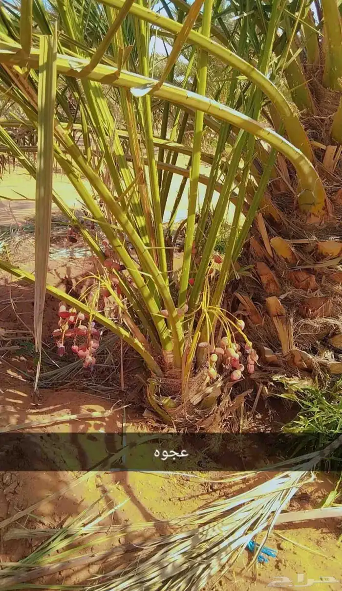 يوجد لدينا جميع انواع النخيل والتوصيل الا جميع أنحاء المملكة 1