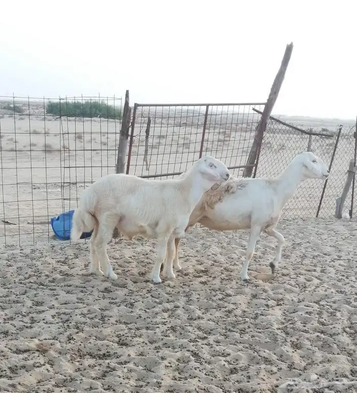 مشروع فحل حري 5