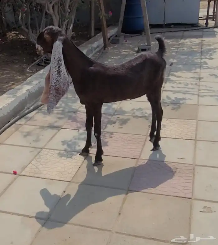 جفره حجازيه لون وجرم وتناسق 3