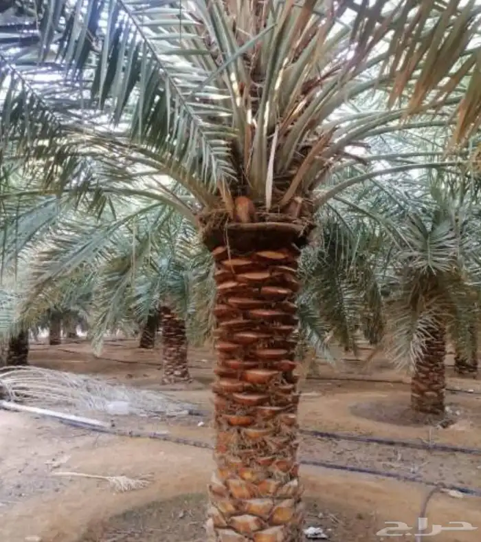 اعمال 0