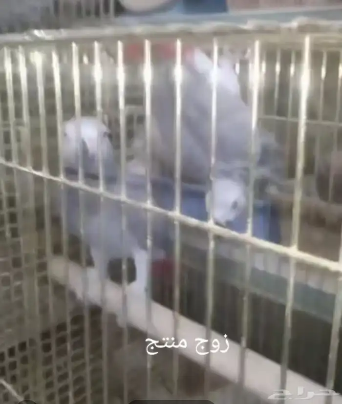 أزواج كاسكو منتجه 0